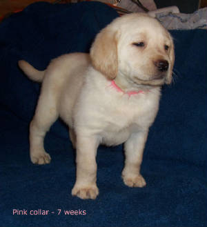 BindyxStoniePink7wks.JPG