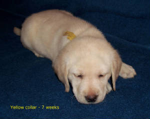BindyxStonieYellow7wks.JPG
