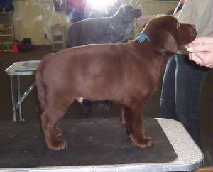 BronwynxBooneBlue8wks.JPG