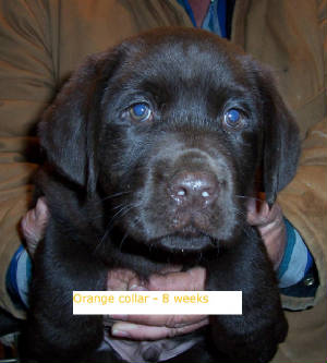 BronwynxBooneOrangeface8wks.JPG