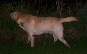Buck0809.JPG